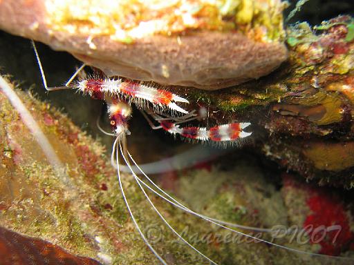 crevette boxeuse stenopus hispidus 2.JPG